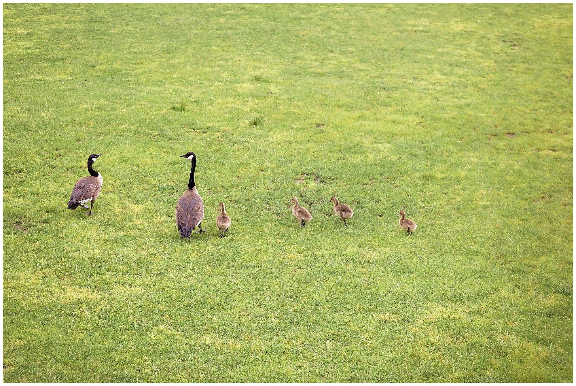 ducks