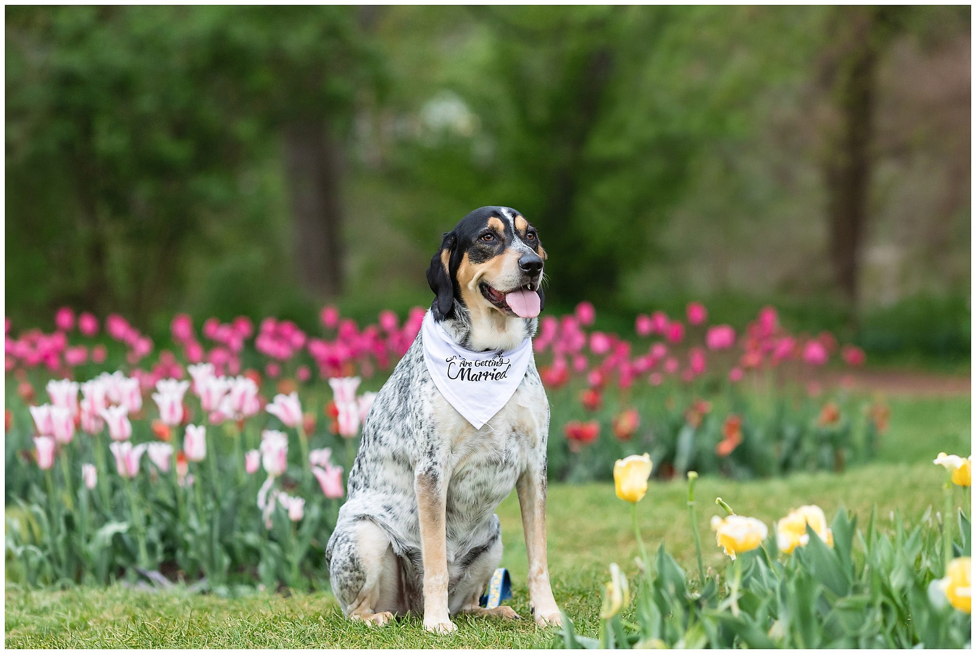 Elizabeth Park Engagement Session in the spring with a dog