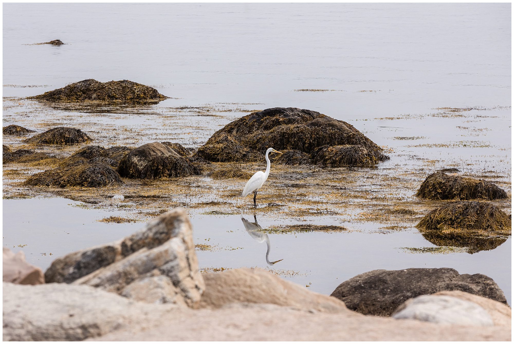 Stonington Point Egret
