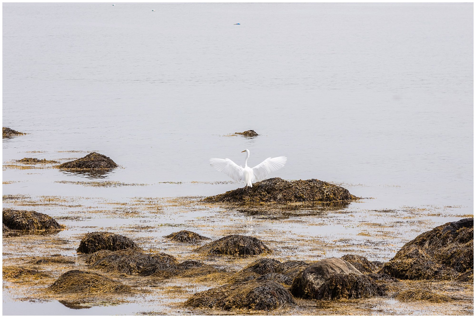 Stonington Point Egret